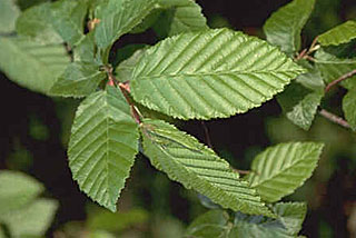 Feuille de Charmes